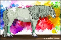 Horse Color:Watercolor Grullo Roan Frame Appaloosa 