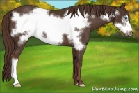 Horse Color:Liver Chestnut Frame 