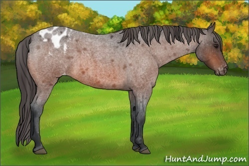 Horse Color:Brown Roan Appaloosa 