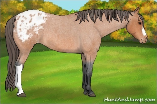 Horse Color:Bay Roan Appaloosa