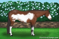 Horse Color:Buckskin Frame 