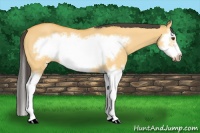 Horse Color:Buckskin Dun Splash Frame 