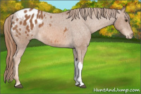 Horse Color:Chestnut Appaloosa 