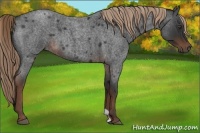 Horse Color:Liver Red Roan 