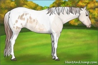 Horse Color:Bay Dun Tobiano Blanket 