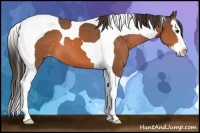 Horse Color:Bay Splash Tobiano Appaloosa 