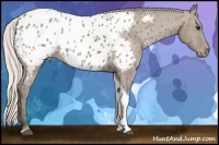 Horse Color:Silver Grullo Tobiano Appaloosa 