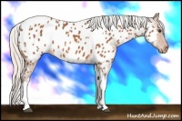 Horse Color:Silver Bay Tobiano Near Leopard 