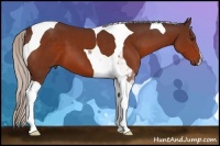 Horse Color:Silver Brown Tobiano 