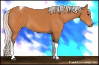 Horse Color:Silver Bay Sabino Tobiano
