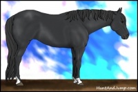 Horse Color:Black Tobiano 
