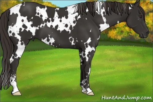 Horse Color: White Spotted Liver Chestnut Sabino 