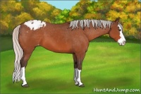 Horse Color:Silver Brown Sabino Splash Appaloosa 