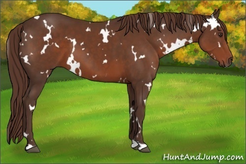 Horse Color: White Spotted Liver Chestnut 