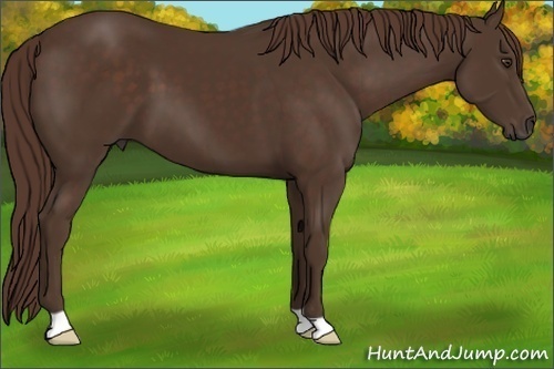 Horse Color: Liver Chestnut 