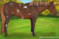 Horse Color:White Spotted Liver Chestnut 