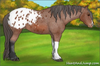 Horse Color:Bay Appaloosa 