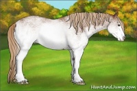 Horse Color:White Spotted Chestnut 