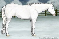 Horse Color:White Spotted Palomino Pearl Dun Appaloosa 