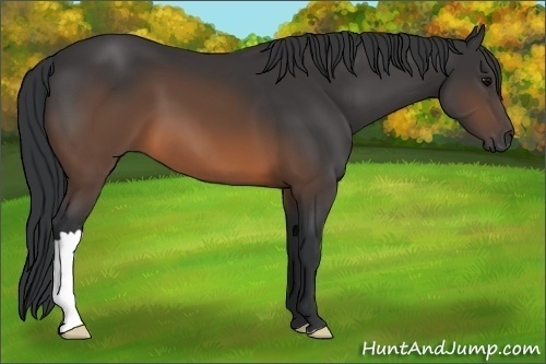 Horse Color: Brown 