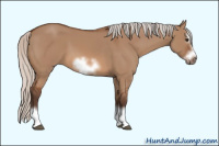 Horse Color:Silver Bay Dun Sabino Splash Frame