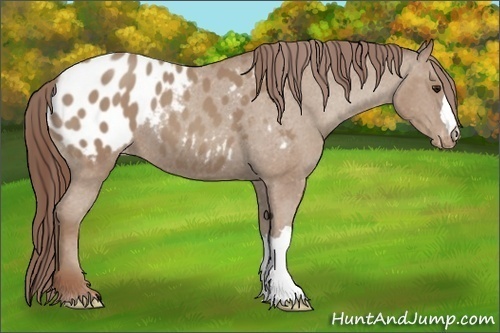 Horse Color: Classic Champagne Blanket 
