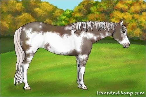 Horse Color: White Spotted Silver Black Sabino Splash Frame 
