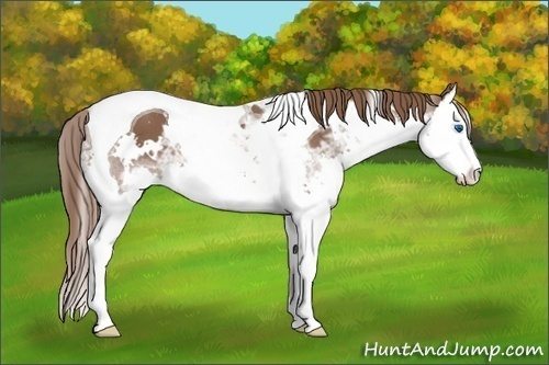 Horse Color: White Spotted Liver Chestnut Ice Splash Tobiano 