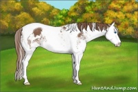 Horse Color:White Spotted Liver Chestnut Ice Splash Tobiano 