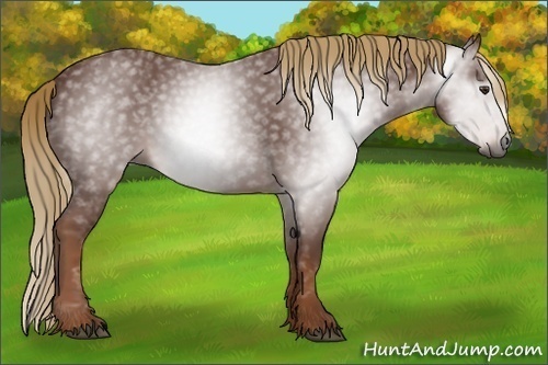 Horse Color:Gray Chestnut 