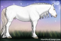 Horse Color:Gold Champagne Snowcap 