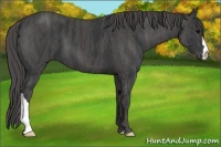Horse Color:Black  Brindle