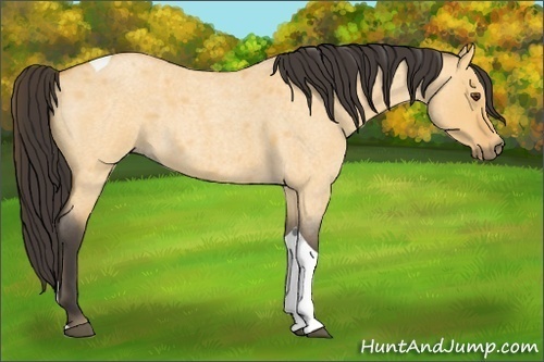 Horse Color:Buckskin Roan Dun Tobiano