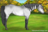 Horse Color:Bay Chinchilla  Brindle