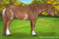 Horse Color:White Spotted Chestnut Sabino 