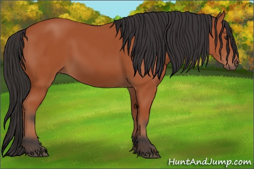Horse Color: Bay 