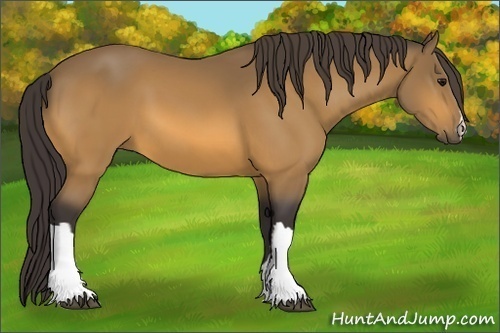Horse Color:Buckskin 