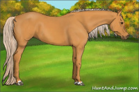 Horse Color:Chocolate Palomino 