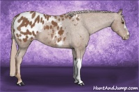 Horse Color:Chestnut Blanket 