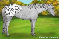 Horse Color:Black Blanket 