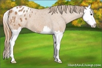 Horse Color:Chestnut Splash Appaloosa 