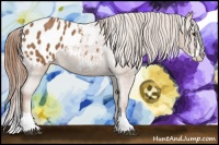 Horse Color:Chestnut Splash Appaloosa 