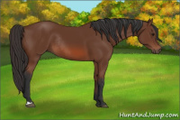 Horse Color:Bay Rabicano 