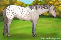 Horse Color:Bay Dun Appaloosa 