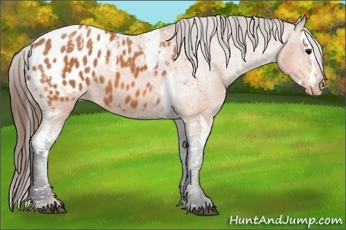Horse Color:Bay Splash Tobiano Blanket Brindle