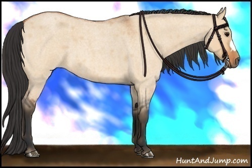 Horse Color: Unknown 
