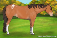 Horse Color:Bay Snowcap 