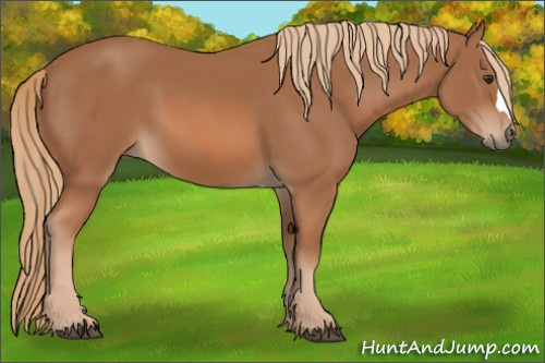 Horse Color: Chestnut 