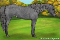 Horse Color:Black Appaloosa