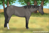 Horse Color:Grullo 